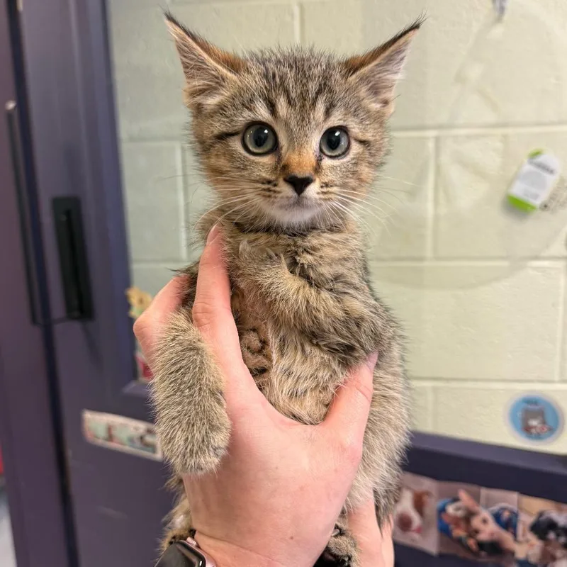 A baby small-sized male Brown / Chocolate Domestic Short Hair cat named Chicken Wing for adoption in Charlottesville, VA