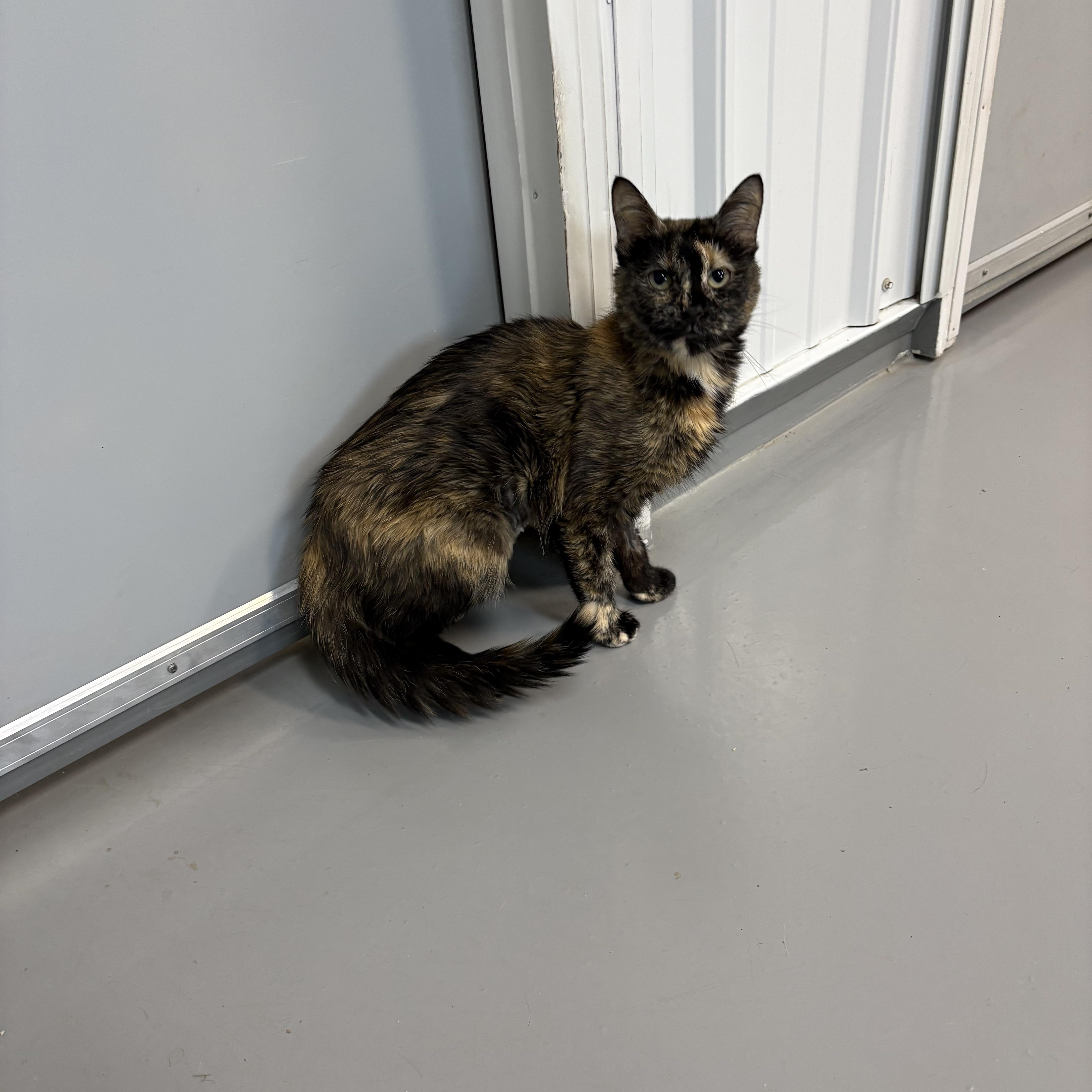 An adult medium-sized female Tortoiseshell cat named Chai for adoption in Big Rapids, MI