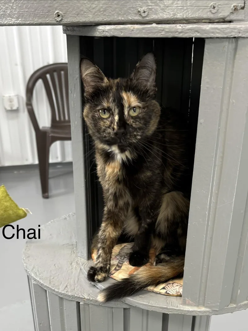 Chai thumbnail 2