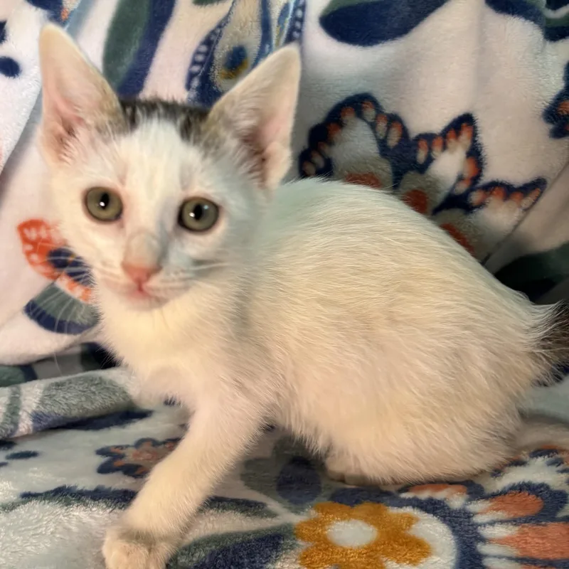 A baby small-sized female Black & White / Tuxedo Domestic Short Hair cat named Chantilly for adoption in Bentonville, AR