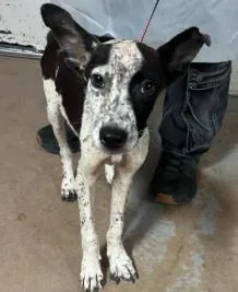 An adult medium-sized male Mixed Breed dog named Cinco for adoption in West Chester, PA