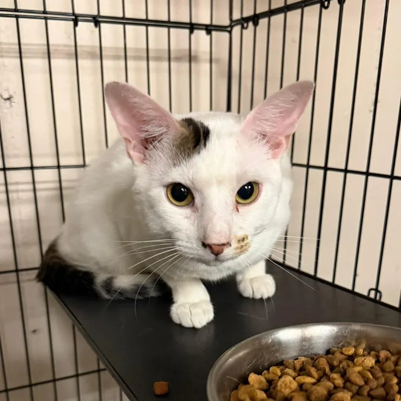 A young medium-sized male White Turkish Van cat named Ragamuffin for adoption in Wichita, KS