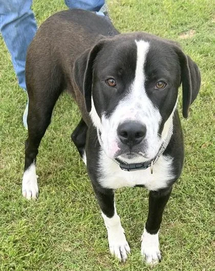 An adult medium-sized male Black Mixed Breed dog named Copper for adoption in Georgetown, TX