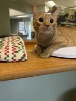 A young medium-sized female Tabby (Orange / Red) Domestic Short Hair cat named Tot for adoption in Dodgeville, WI