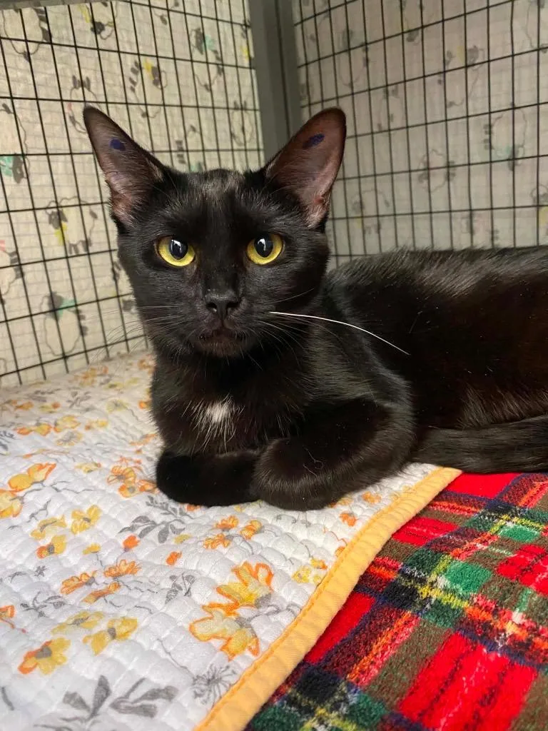 A baby small-sized female Domestic Short Hair cat named Smoke for adoption in Grants Pass, OR
