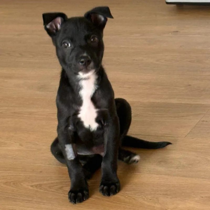 A baby medium-sized male Pit Bull Terrier dog named Stanley for adoption in Los Angeles, CA