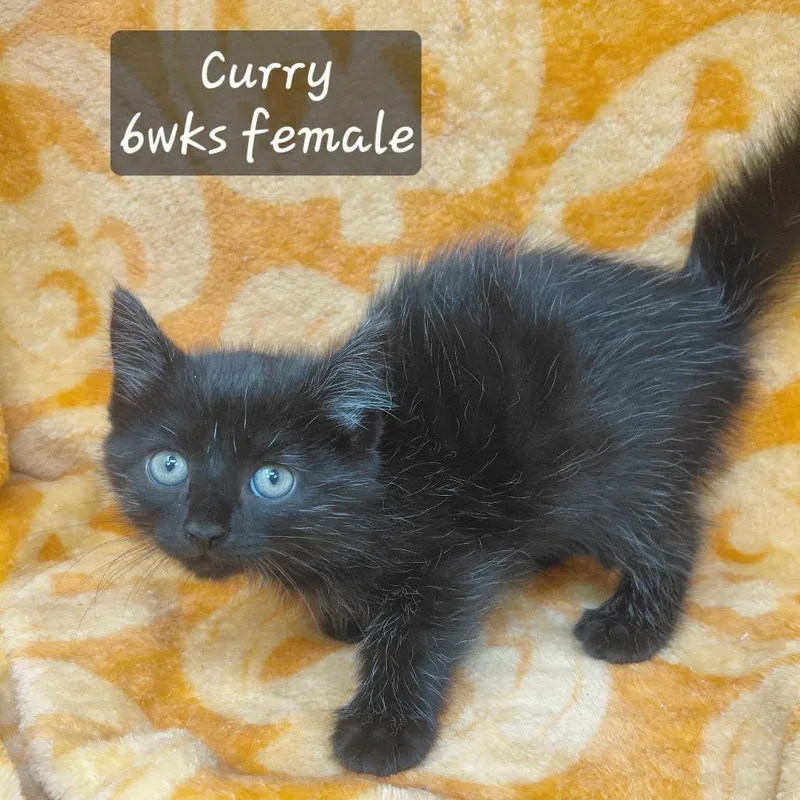 A baby small-sized female Domestic Short Hair cat named Curry for adoption in New Tazewell, TN
