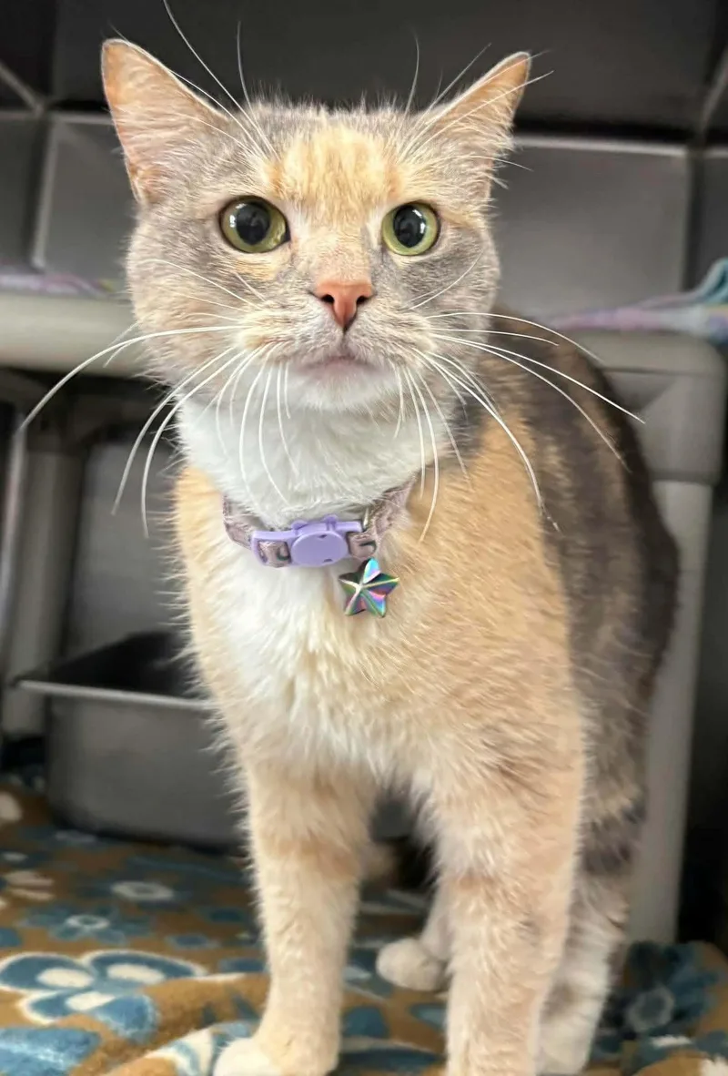 An adult medium-sized female Domestic Short Hair cat named Lady Gray Aka Ladybug: for adoption in Rustburg, VA