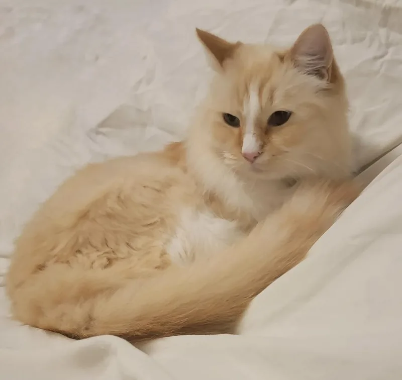 An adult medium-sized female Cream / Ivory Ragdoll cat named Sushi for adoption in Long Beach, NY