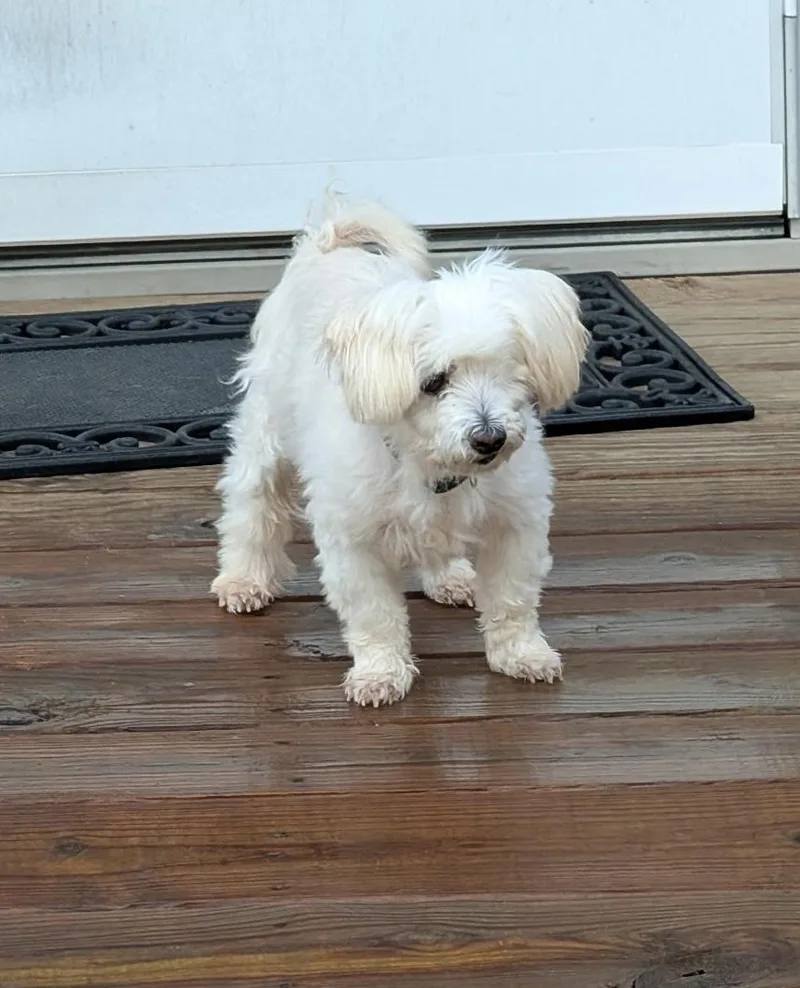 Gizmo
