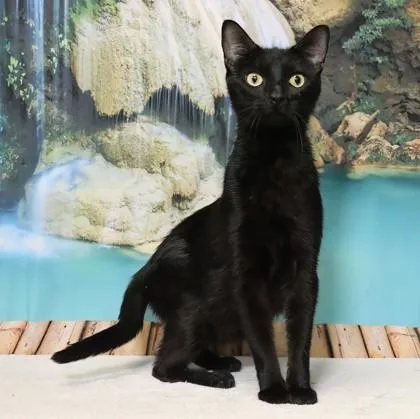 An adult small-sized female Domestic Short Hair cat named Violet for adoption in West Chester, PA