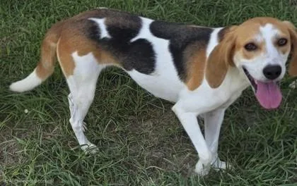 A young medium-sized female Hound dog named Trane for adoption in Conway, SC