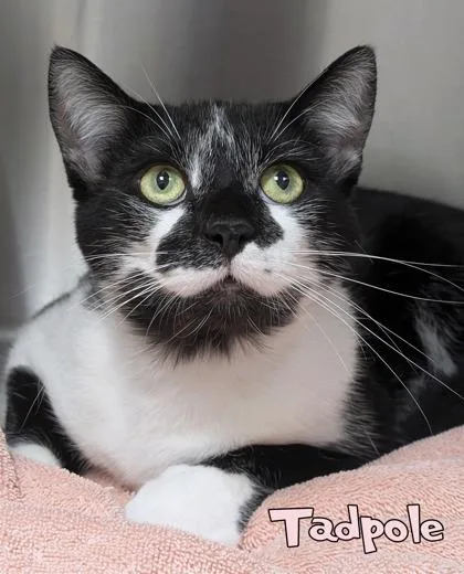 An adult large-sized male Domestic Short Hair cat named Tadpole for adoption in Mason, MI