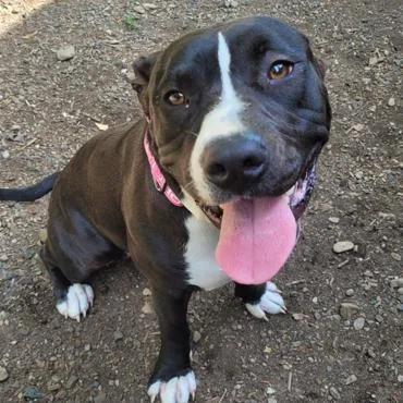 A young medium-sized female Pit Bull Terrier dog named Missy for adoption in Allyn, WA
