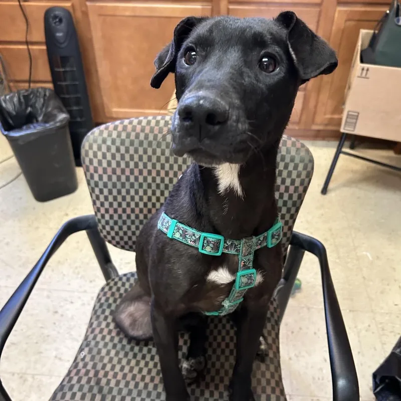 A young small-sized female Black Mixed Breed dog named Jupiter Butler Campus for adoption in Flagstaff, AZ