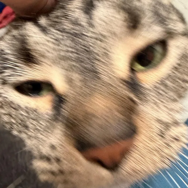 Blanket and Bartholomew thumbnail 3