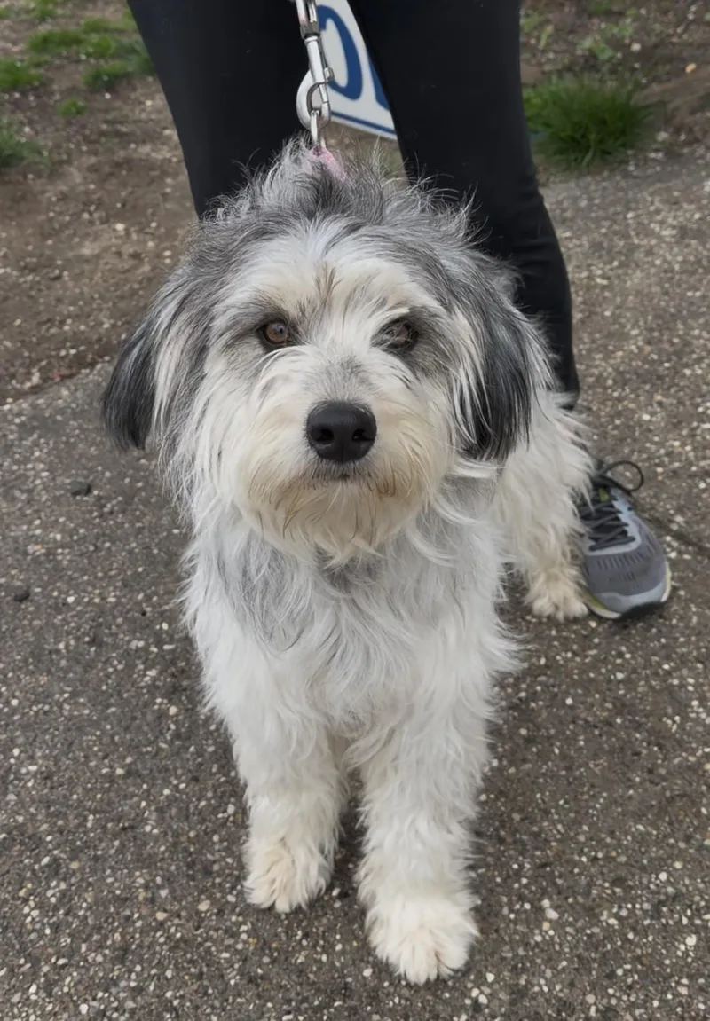 An adult medium-sized female Black Terrier dog named Tipsy for adoption in Wantagh, NY