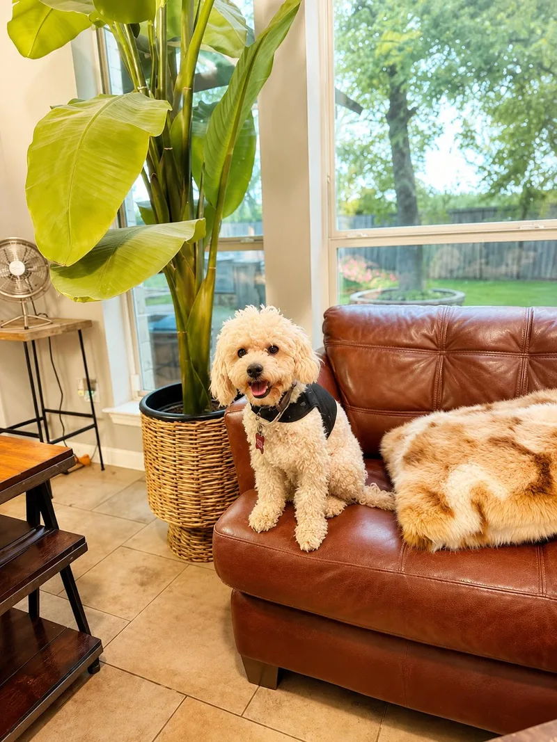 A young small-sized male White / Cream Poodle dog named Wills for adoption in Vernon, CT