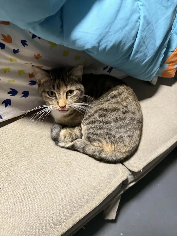 Princess Peach Iii thumbnail 3