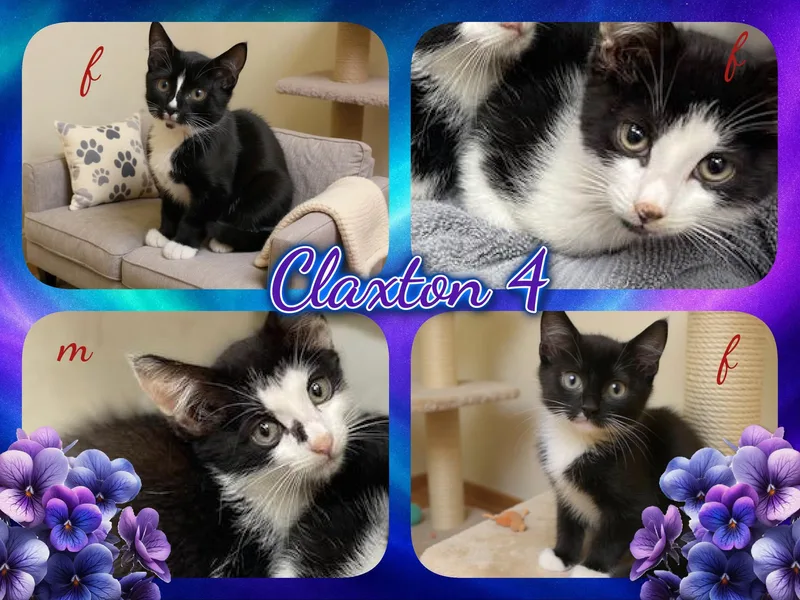 A baby medium-sized female Black & White / Tuxedo Domestic Short Hair cat named Claxton for adoption in Corinth, NY