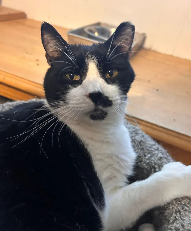 An adult large-sized male Domestic Short Hair cat named Houdini for adoption in East Hartford , CT