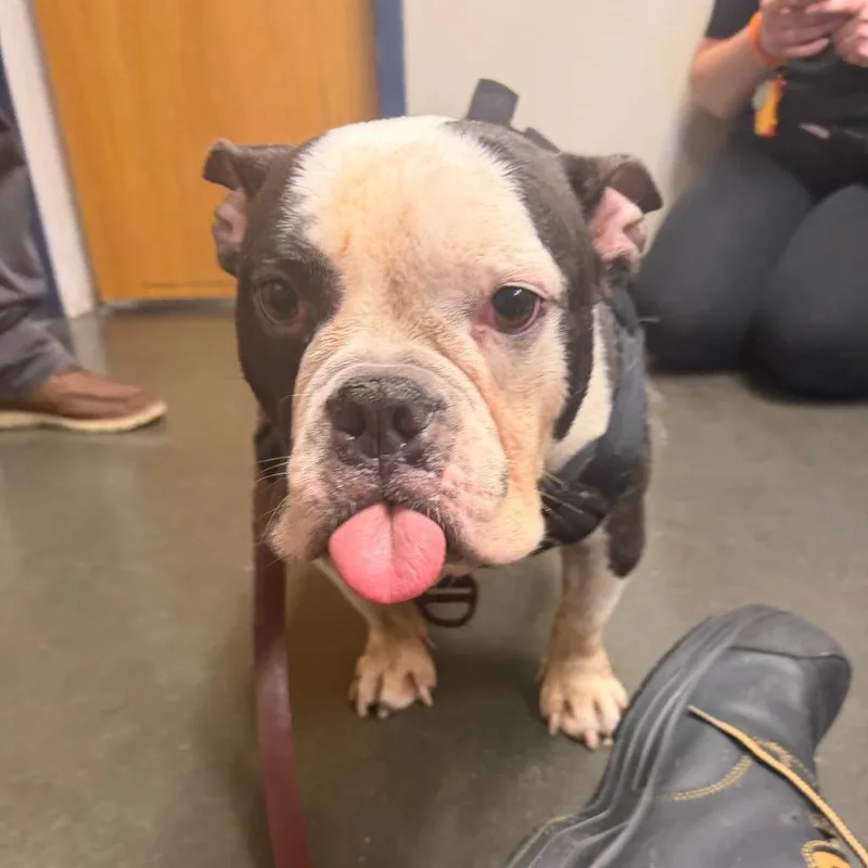 An adult medium-sized female Black English Bulldog dog named Bianca for adoption in Newark, DE