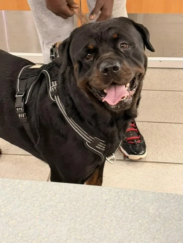 An adult large-sized male Rottweiler dog named Zeus for adoption in Virginia Beach, VA
