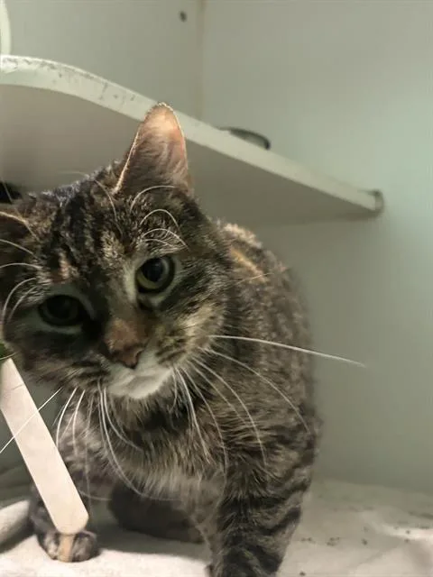A young small-sized female Domestic Short Hair cat named Gigi for adoption in Indianapolis, IN