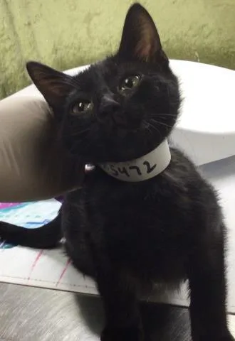 A baby small-sized female Domestic Short Hair cat named Jelly Bean for adoption in Riverside, CA