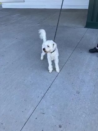 An adult medium-sized male Poodle dog named Jaxx for adoption in Fergus Falls, MN