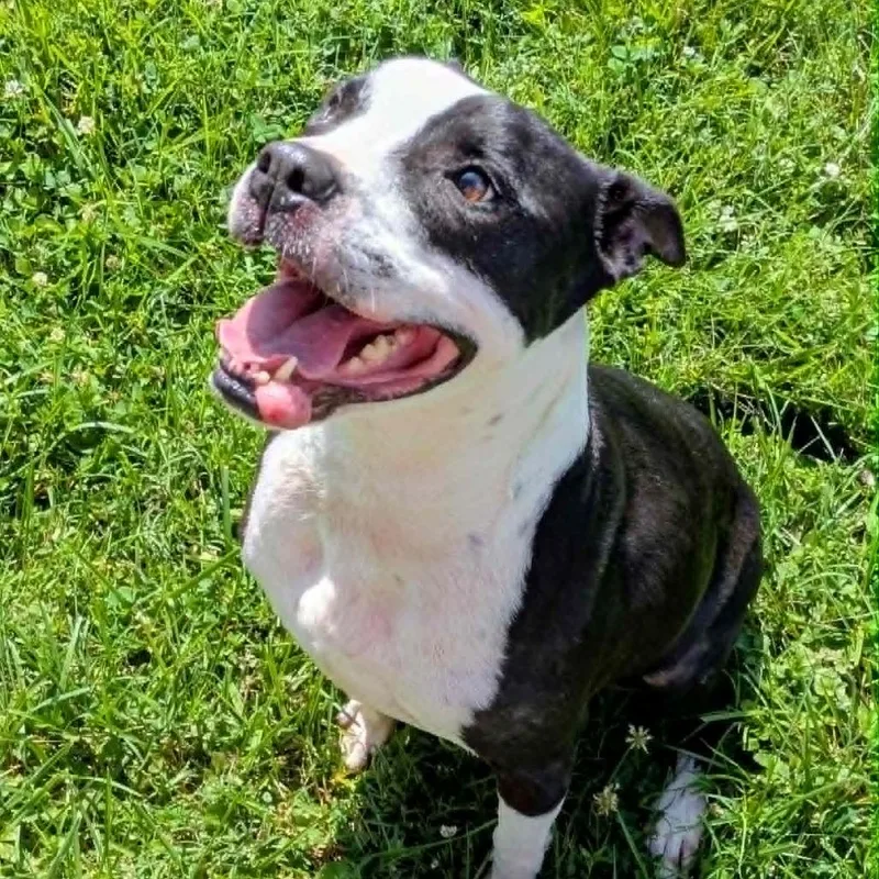 An adult large-sized male Black Mixed Breed dog named Shaka for adoption in Jeffersonville, IN