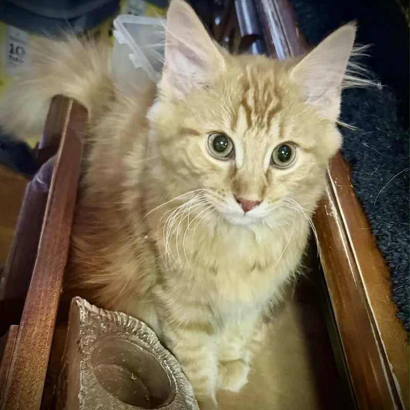 A baby small-sized male Orange / Red Domestic Medium Hair cat named Ritz for adoption in Toledo, OH