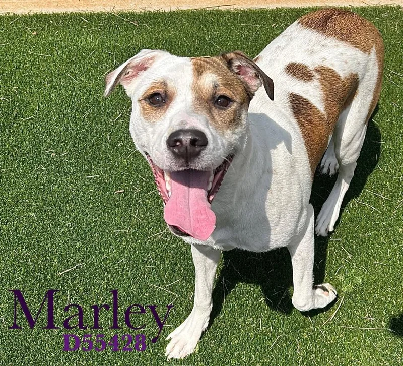 A baby medium-sized female Mastiff dog named Marley for adoption in Clarksville, TN