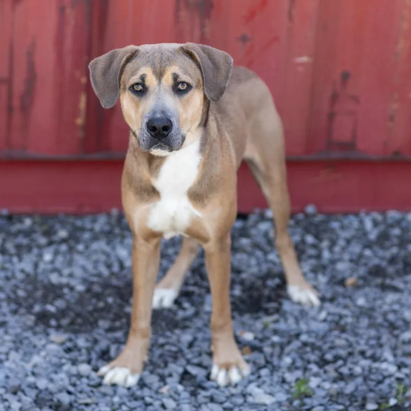 An adult medium-sized male Brown / Chocolate Mixed Breed dog named Carl for adoption in Cape Girardeau, MO