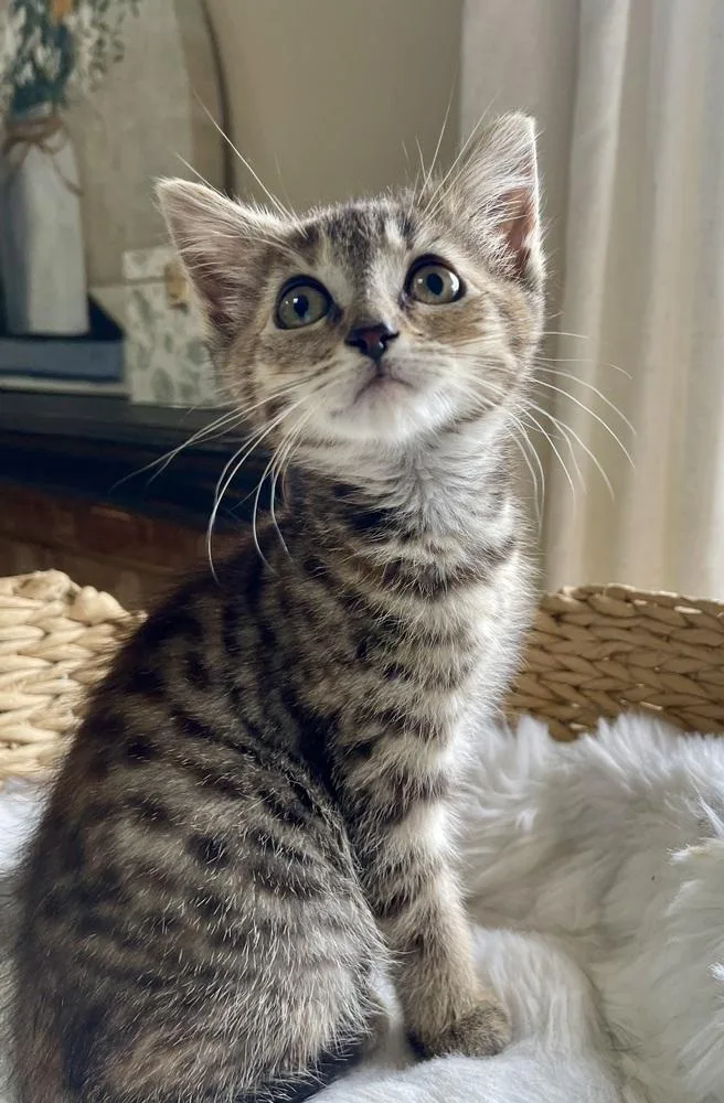 A baby small-sized female Gray / Blue / Silver Domestic Short Hair cat named Coral for adoption in Virginia Beach, VA