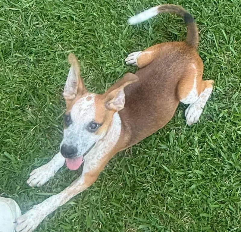 A baby medium-sized male Mixed Breed dog named Notty HERE IN NH for adoption in Northwood, NH