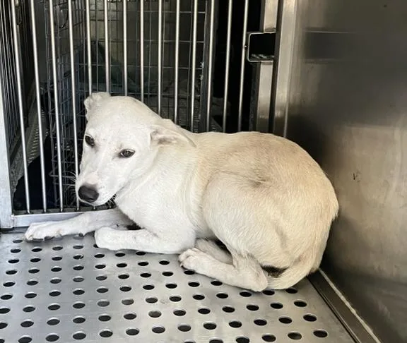 A young large-sized male Mixed Breed dog named Eddie for adoption in Dallas, TX