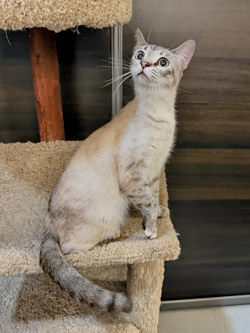 A baby medium-sized female Cream Point Siamese cat named Buttermilk for adoption in Syosset, NY