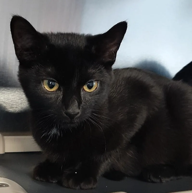 A young medium-sized male Black Devon Rex cat named Sleepy for adoption in Georgetown, OH