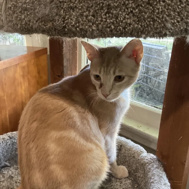 A young medium-sized female Buff / Tan / Fawn Domestic Short Hair cat named Cleo for adoption in Los Angeles, CA