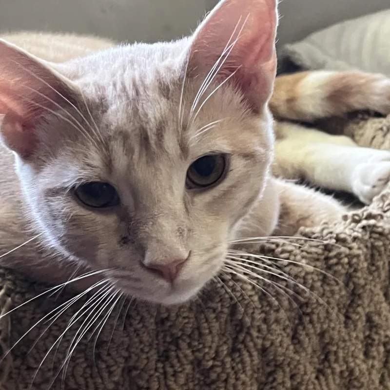 Cleo thumbnail 3