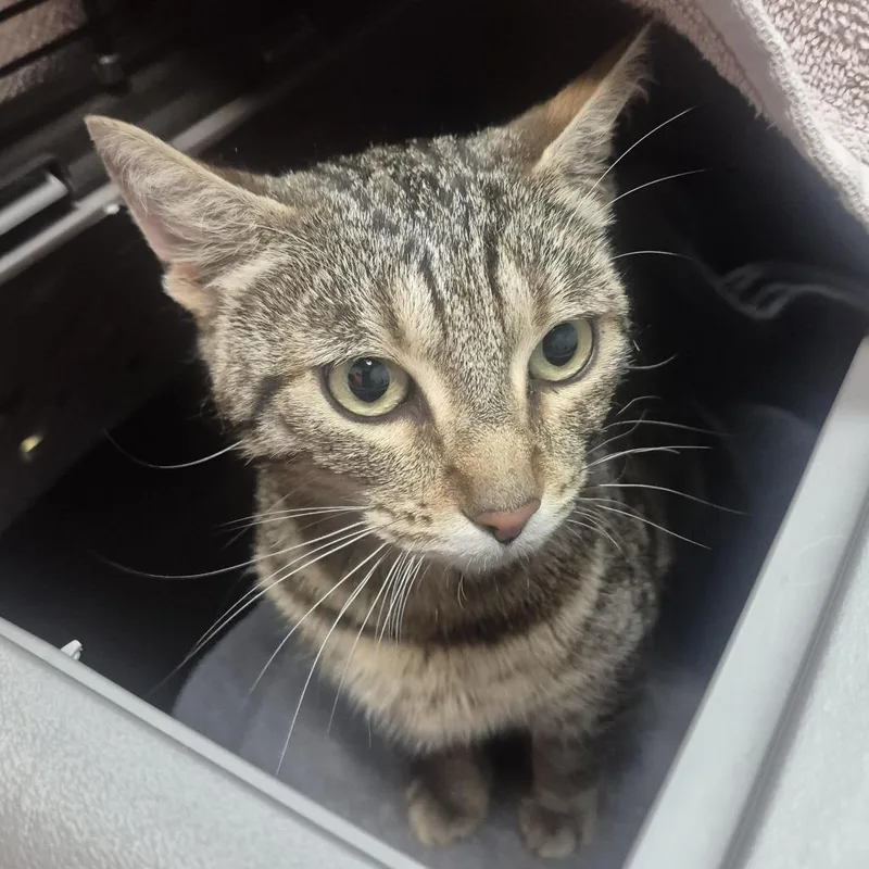 An adult medium-sized female Brown / Chocolate Domestic Short Hair cat named Bonnie for adoption in Tacoma, WA