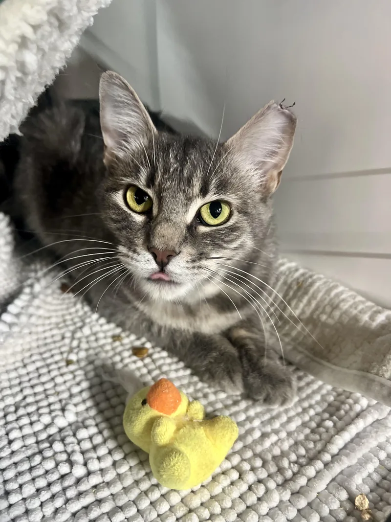A young medium-sized female Tabby (Gray / Blue / Silver) American Shorthair cat named Greta a generous for adoption in The Dalles, OR