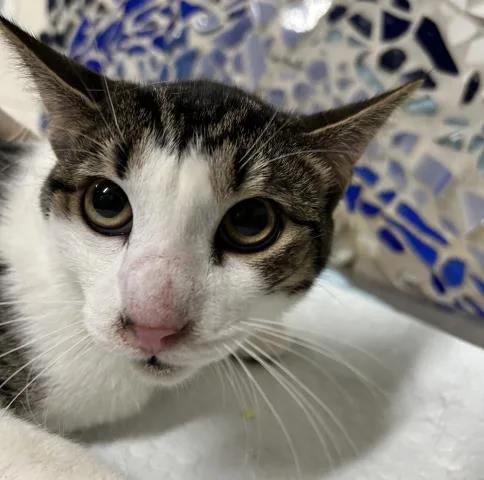 A young medium-sized male Domestic Short Hair cat named Prince for adoption in Pensacola, FL