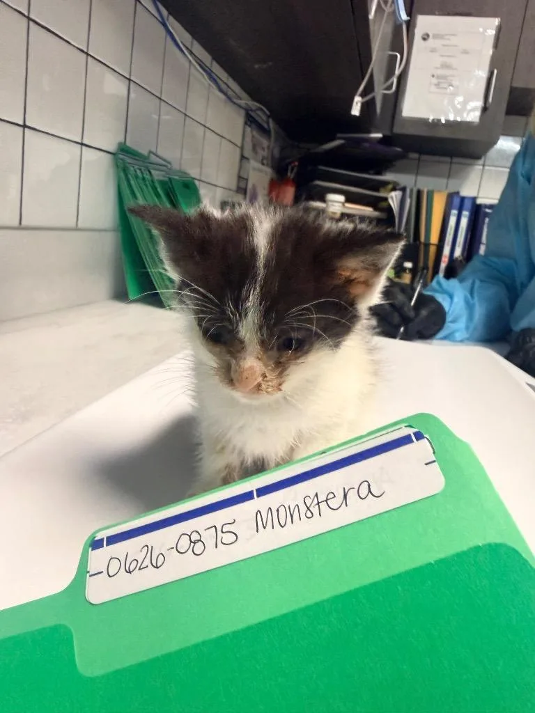 A baby medium-sized female Domestic Short Hair cat named Monstera for adoption in Huntington, IN