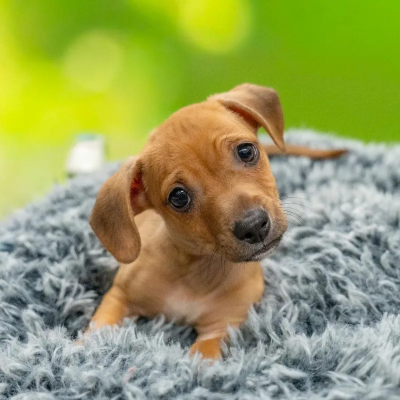 A baby medium-sized male Terrier dog named Huntsman for adoption in Gainesville, GA