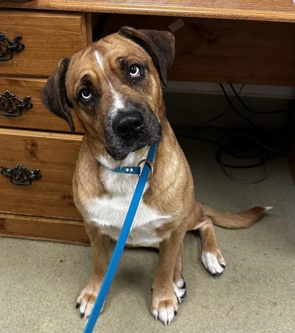 A young large-sized male Bullmastiff dog named Charlie for adoption in Napa, CA