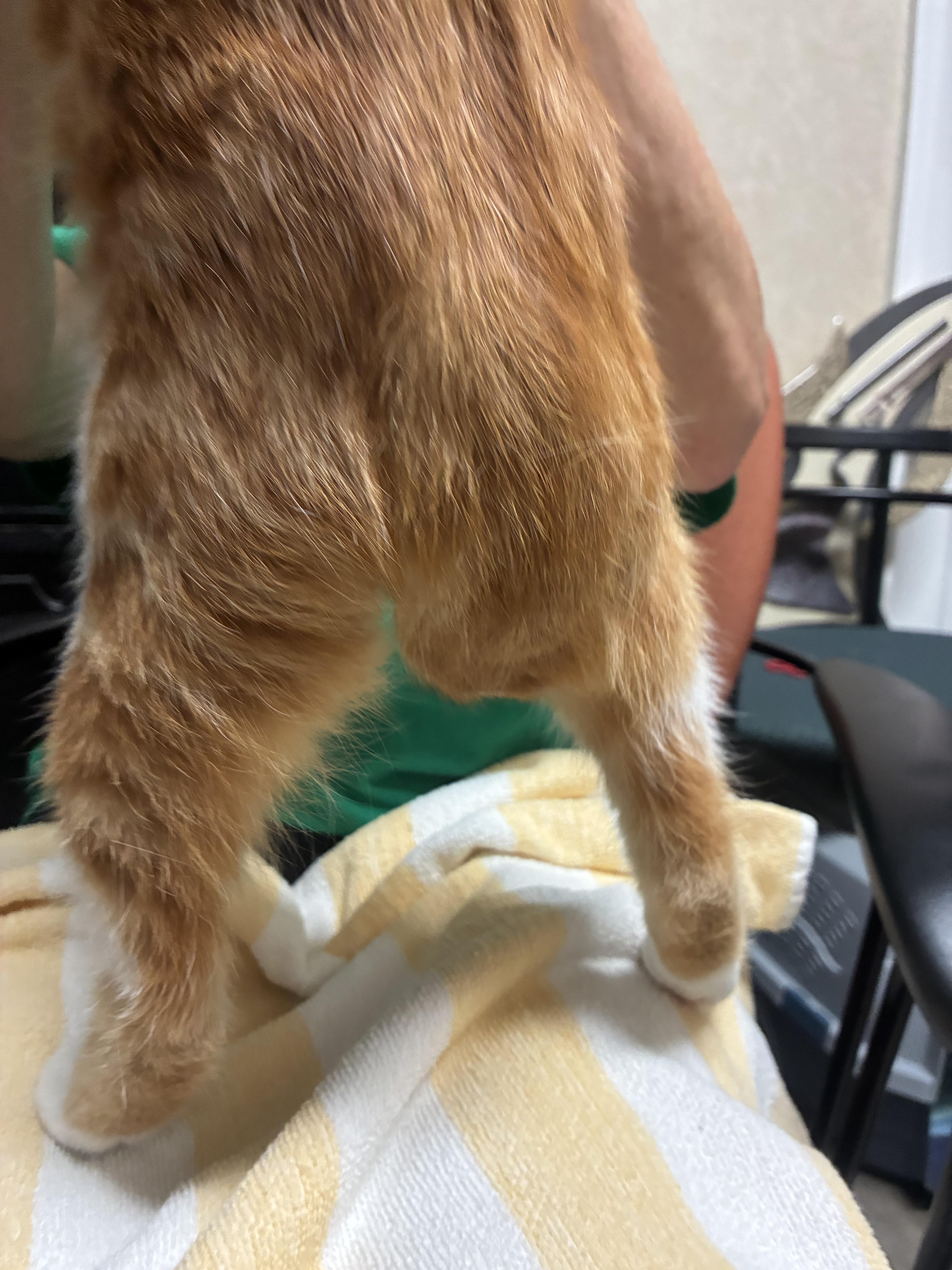 A young medium-sized male Orange & White Domestic Short Hair cat named Marmelade for adoption in Cincinnati, OH