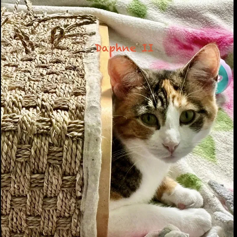 An adult medium-sized female Calico cat named Daphne II for adoption in Palatine, IL