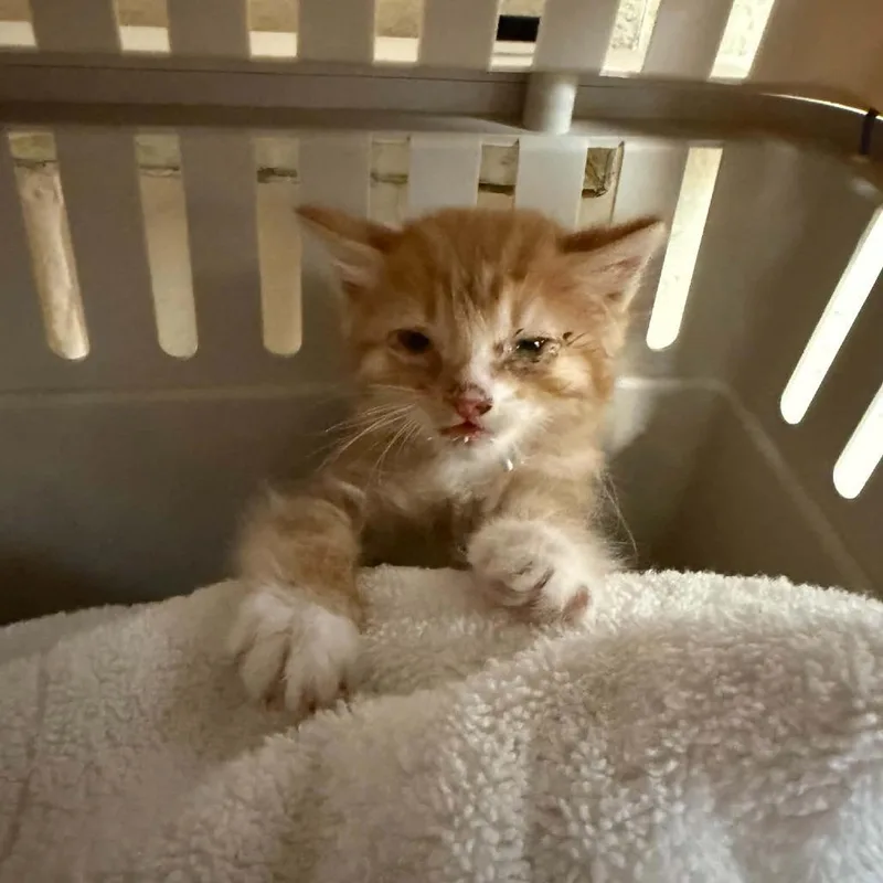 A baby small-sized male Orange / Red Domestic Short Hair cat named Lobster for adoption in Reno, NV